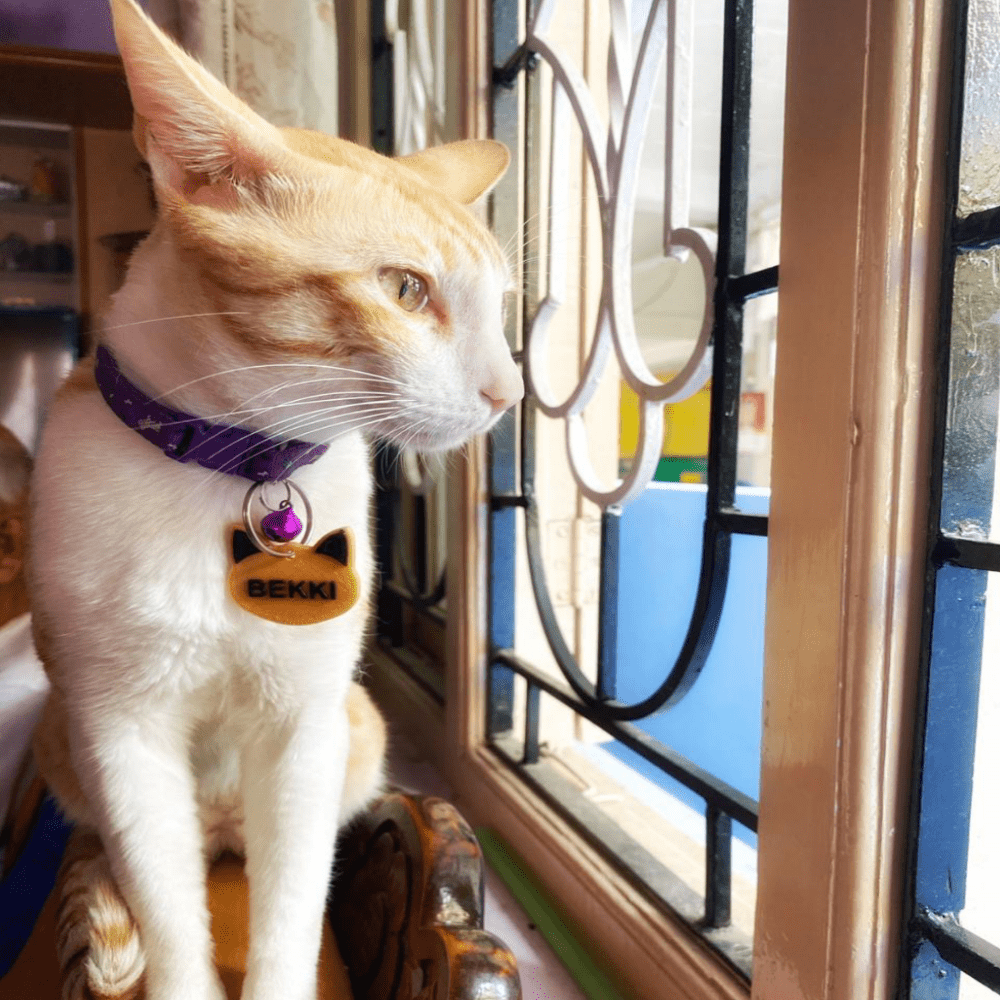 Cat collar cheap with name tag