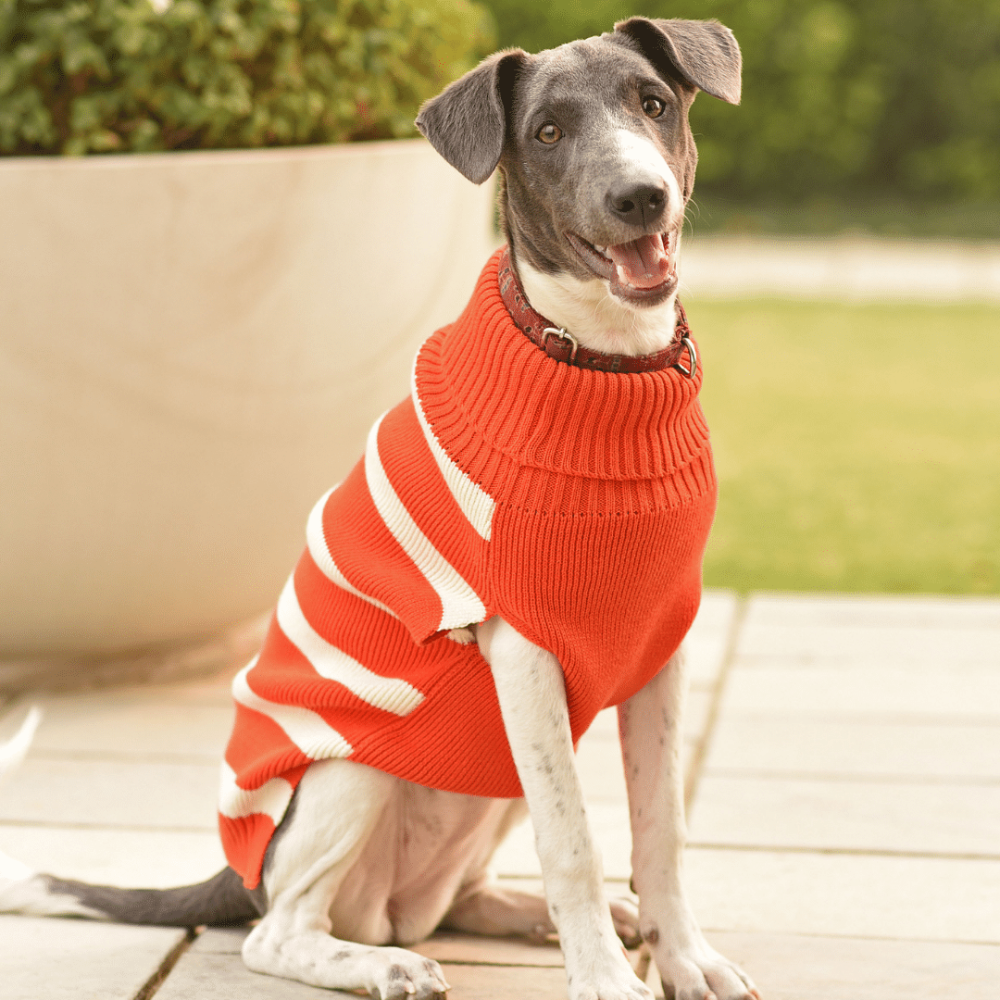 Mutt of Course Denim Dog Sweater Orange