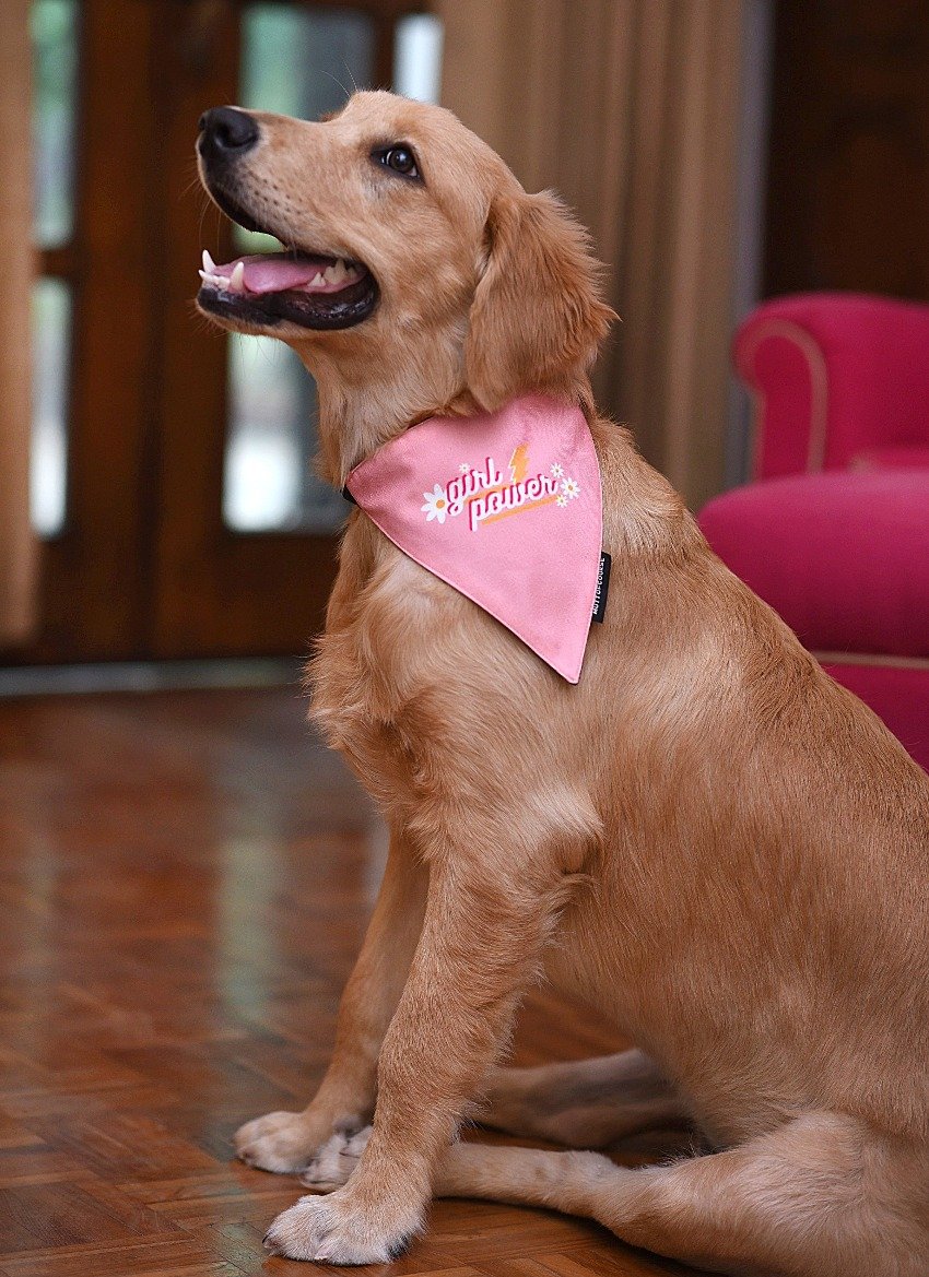 Girl power clearance dog harness