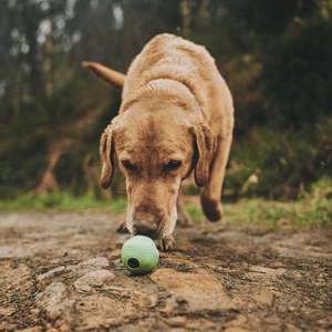 Hard-Wearing Sustainable Dog Toys : Beco Pet