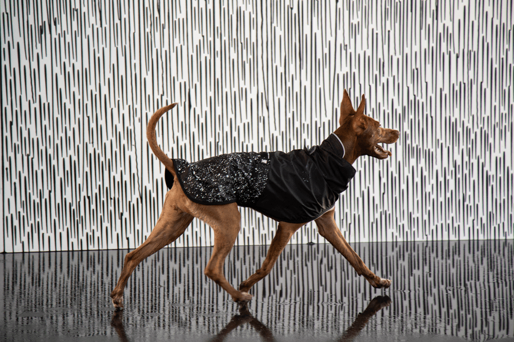 Zee 2024 dog raincoat